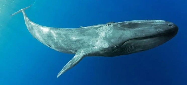 
			Крупные киты очень активны: сегодня они покупают и продают крупные альткоины!		